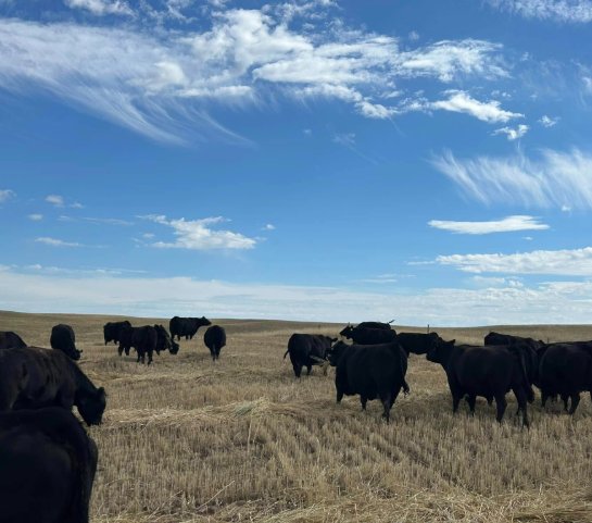 pasture
