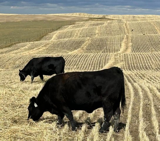 pasture