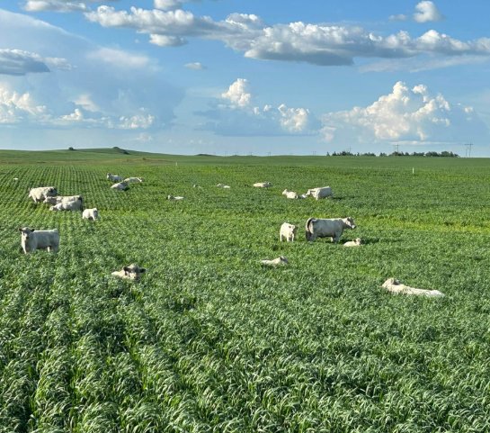 pasture
