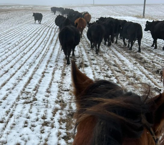 pasture